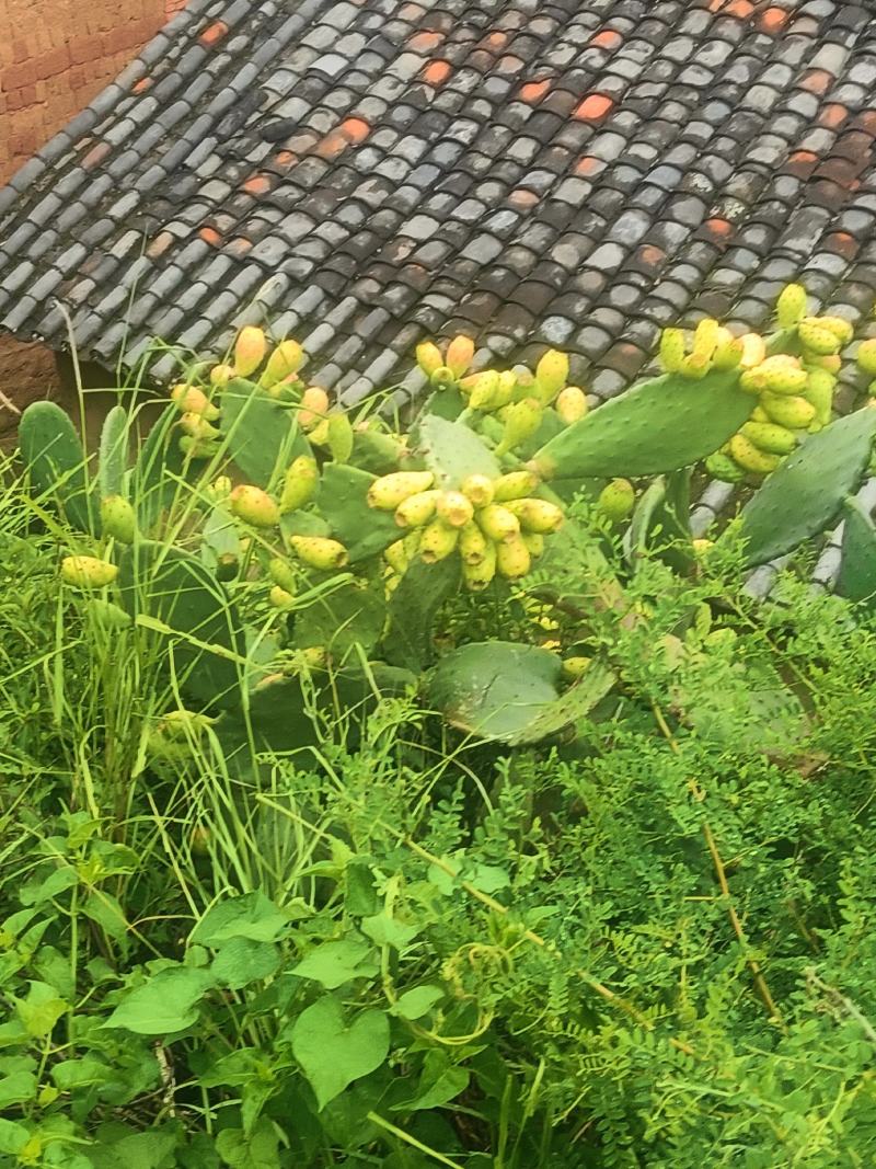 胭脂虫养殖仙人掌片