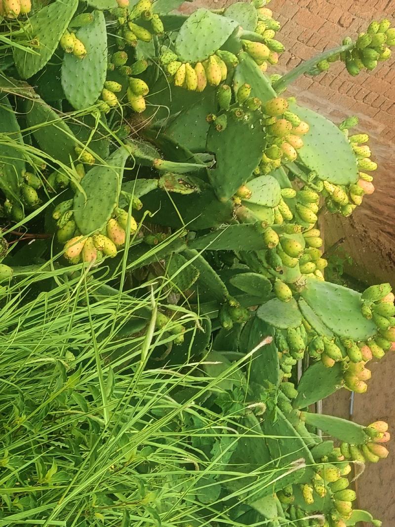 胭脂虫养殖仙人掌片