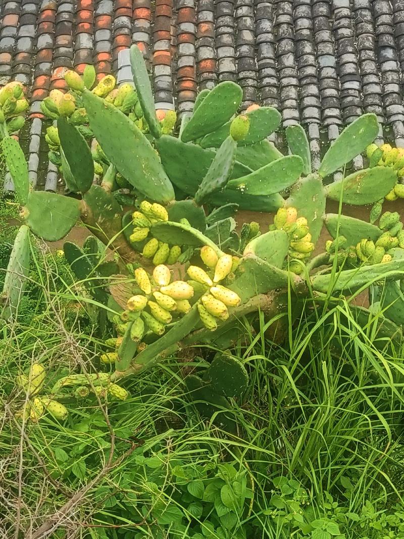 胭脂虫养殖仙人掌片