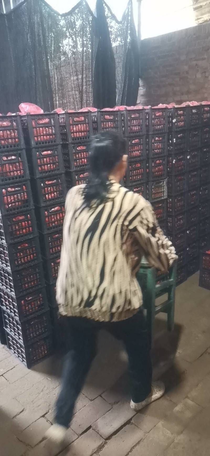 千禧圣女果