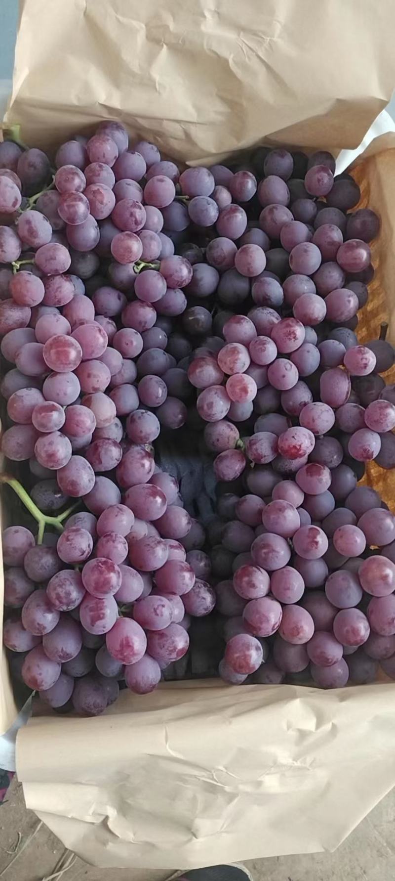陕西渭南蒲城红提葡萄大量现货新郁葡萄颗粒大