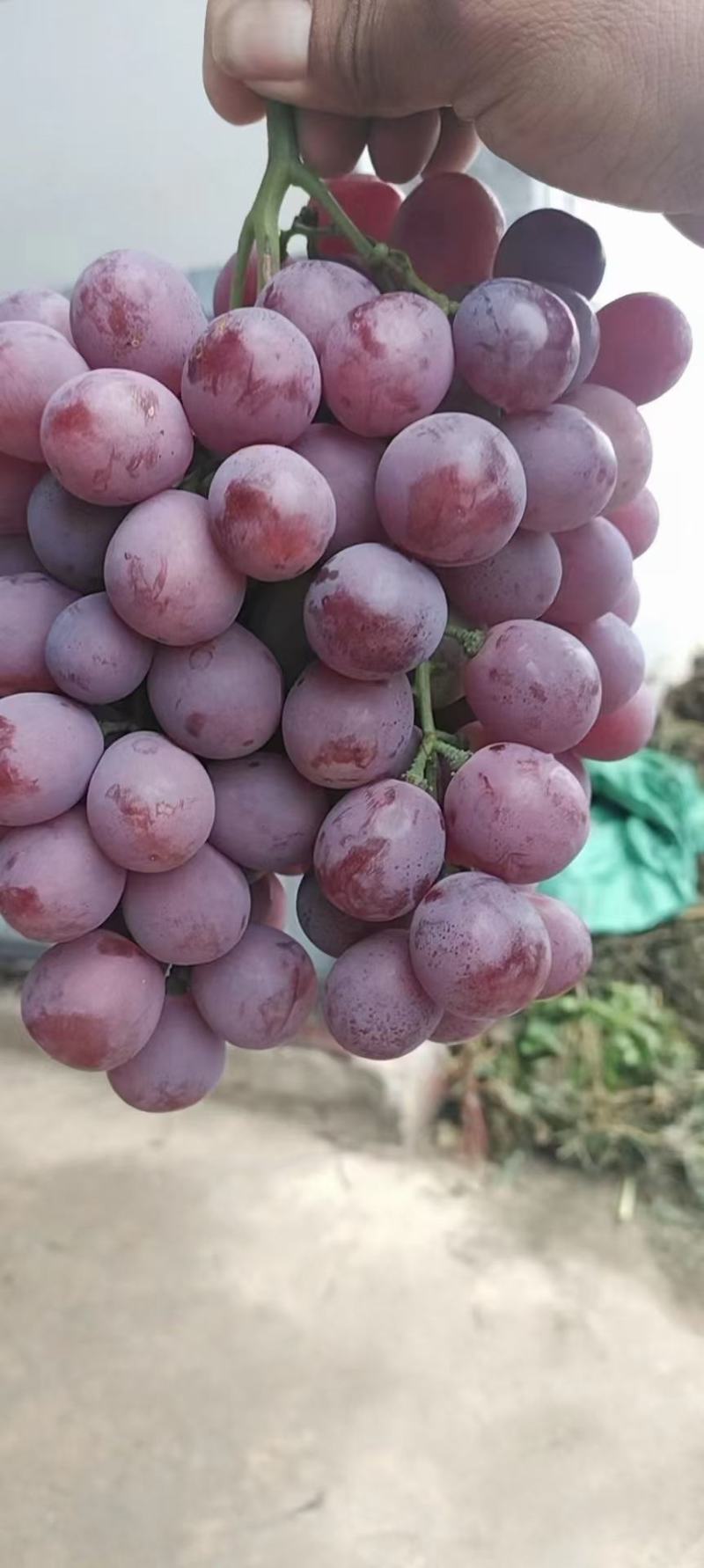 陕西渭南蒲城红提葡萄大量现货新郁葡萄颗粒大