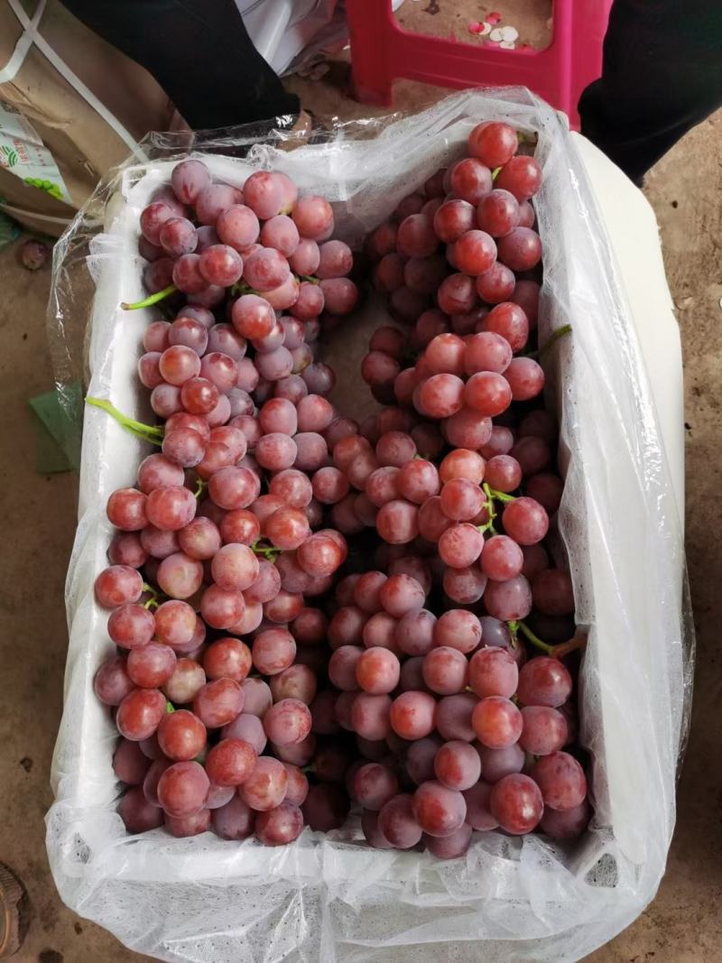 陕西渭南蒲城红提葡萄大量现货新郁葡萄颗粒大