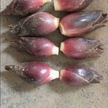 生态阳荷