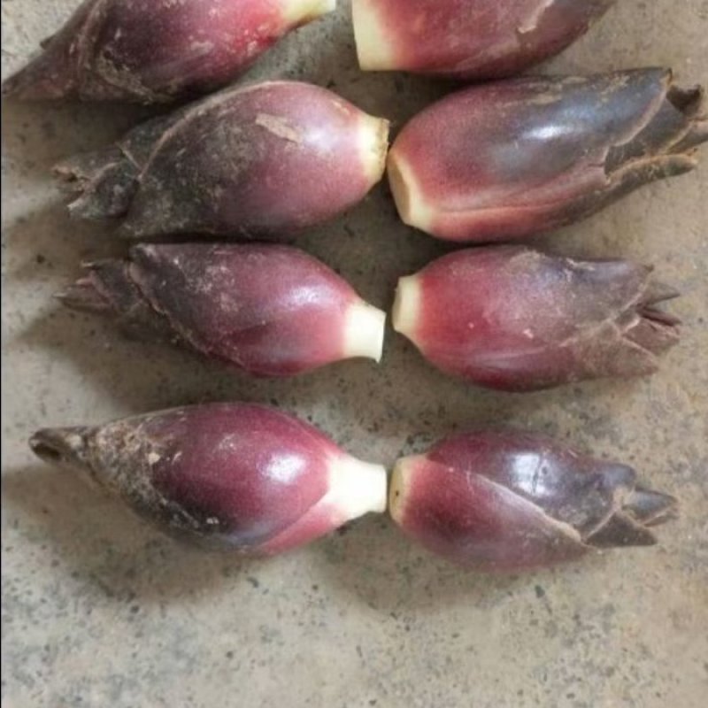 生态阳荷