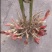 生态阳荷