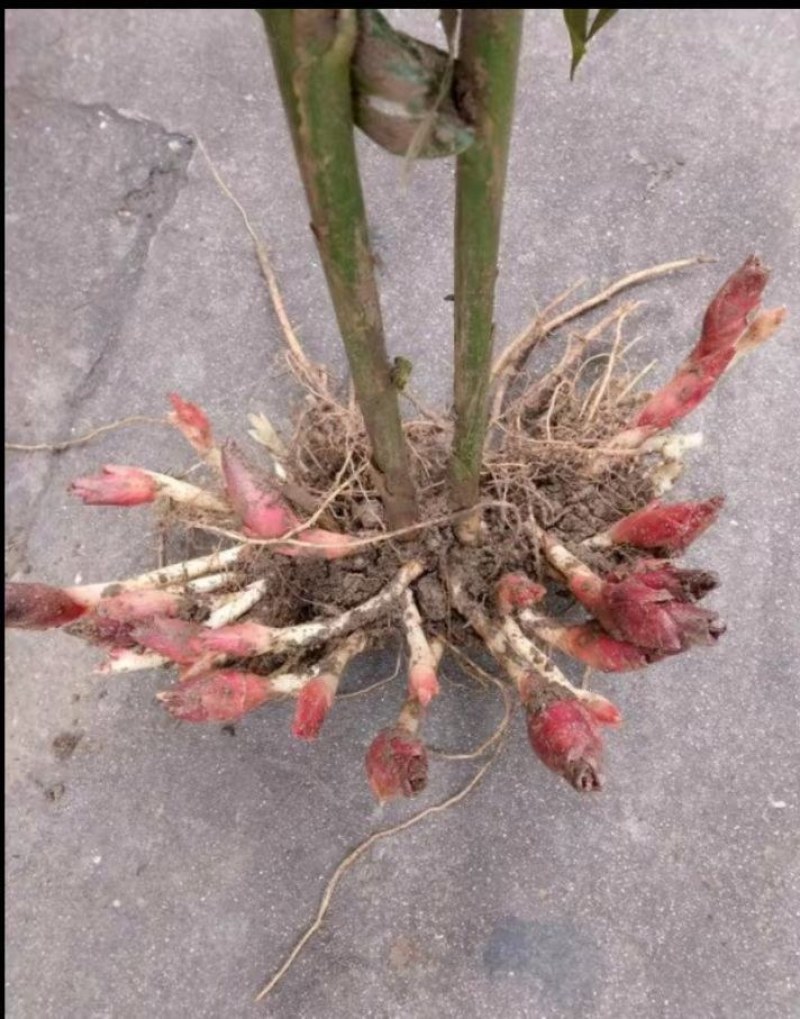 生态阳荷