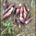 生态阳荷