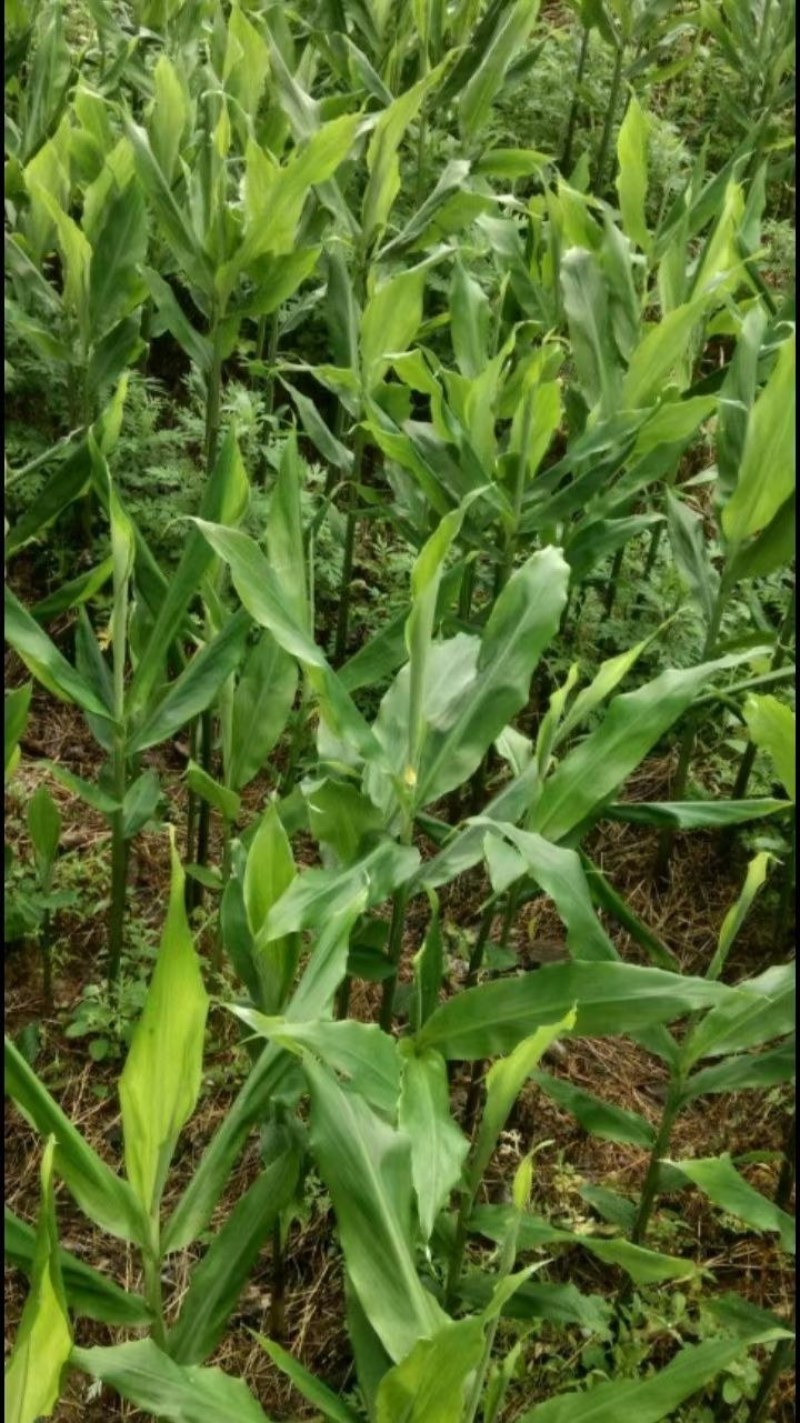 生态阳荷