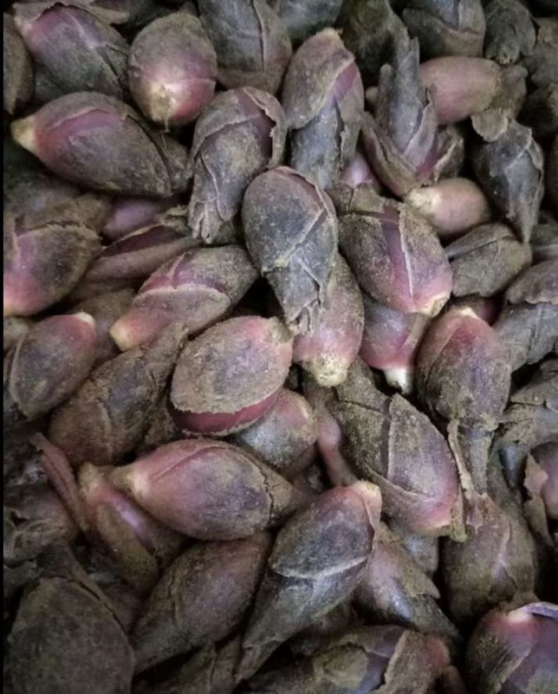生态阳荷