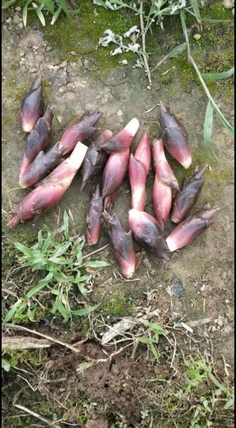 生态阳荷