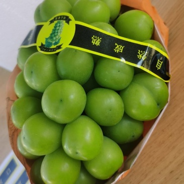 肥东县梁园镇阳光玫瑰开园了