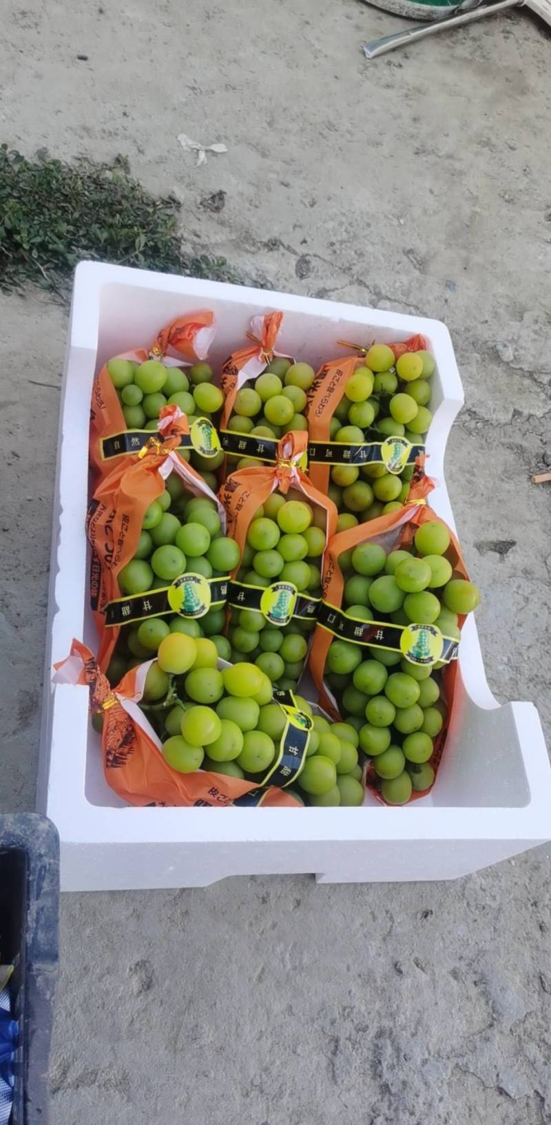 肥东县梁园镇阳光玫瑰开园了