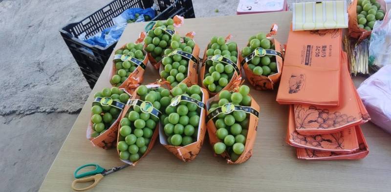 肥东县梁园镇阳光玫瑰开园了
