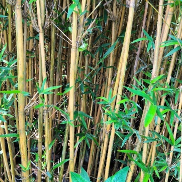 精品琴丝竹