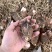 红芽芋子荔浦芋头香芋毛芋头芋仔广西浙江福建广州山东