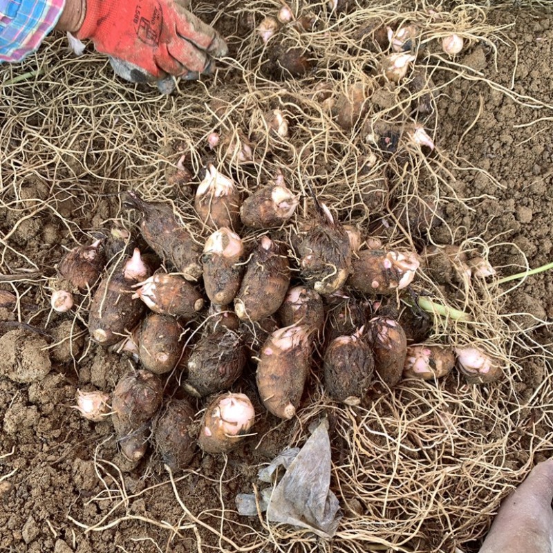 红芽芋子荔浦芋头香芋毛芋头芋仔广西浙江福建广州山东