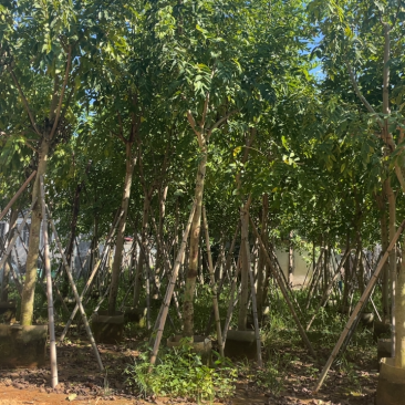 大量出售10至15的腊肠树有须要联系我价格优惠