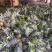 市场果无眼菠萝上市