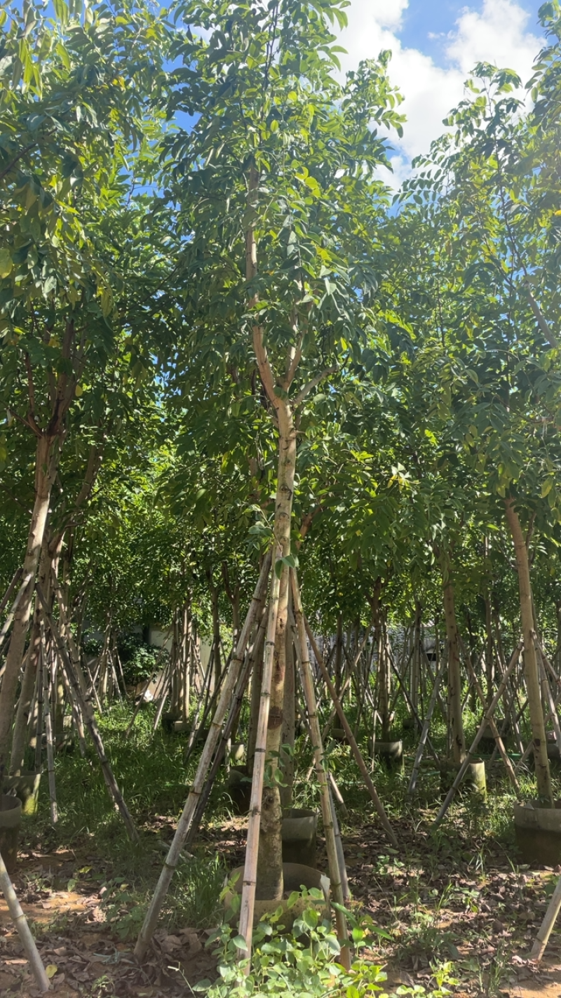 大量出售10至15的腊肠树有须要联系我价格优惠
