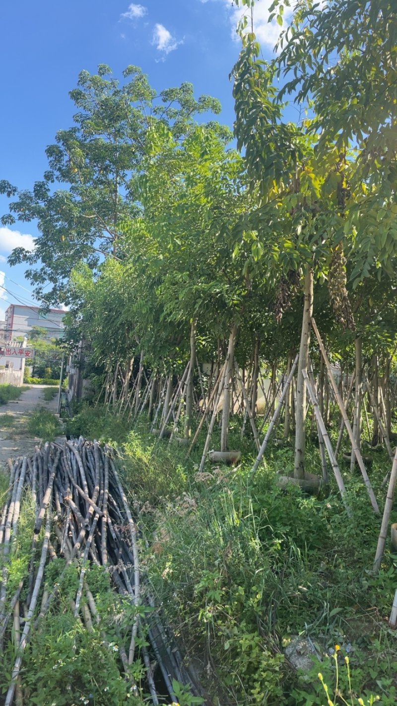 大量出售10至15的腊肠树有须要联系我价格优惠