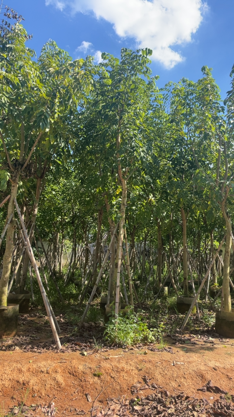 大量出售10至15的腊肠树有须要联系我价格优惠