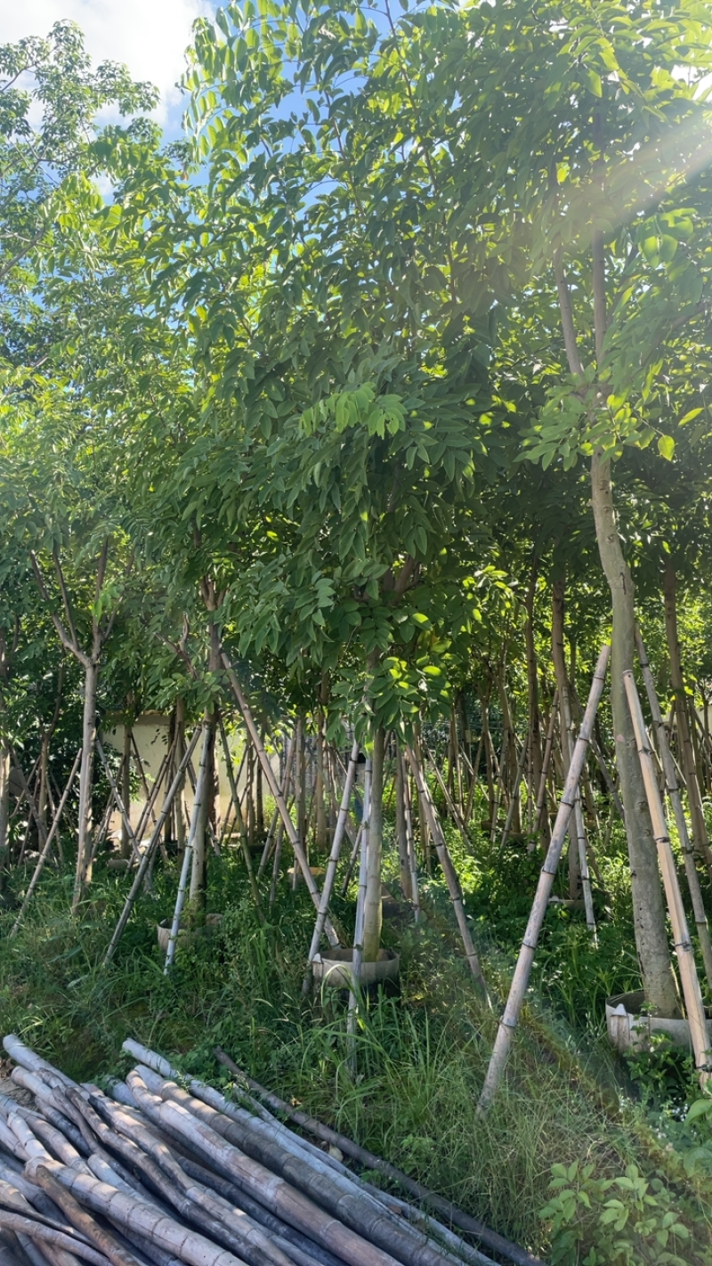 大量出售10至15的腊肠树有须要联系我价格优惠