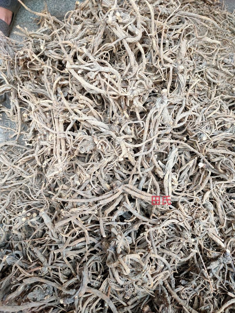 广西野生中药材隔山香，全根部，今年新干货