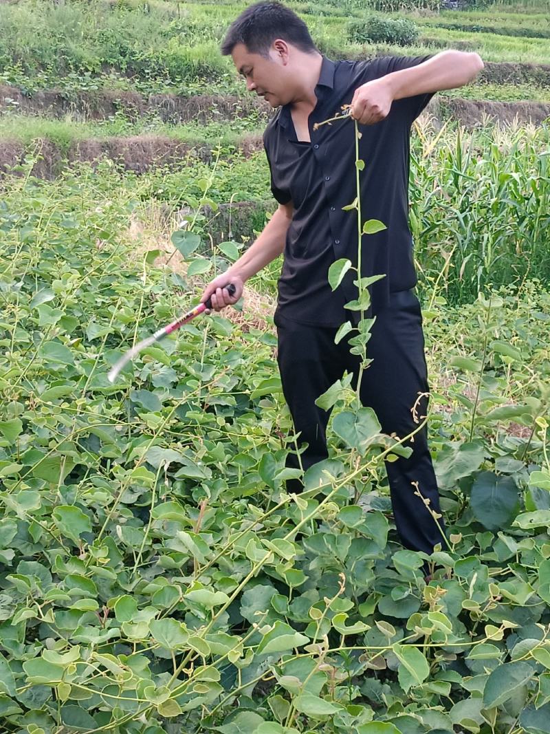 红心猕猴桃苗绿心黄心都有品种齐全根茎发达结果快口感好