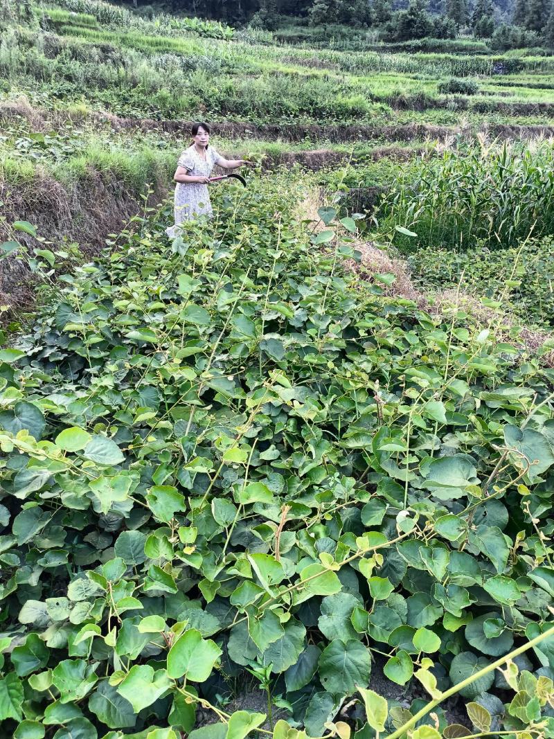 红心猕猴桃苗绿心黄心都有品种齐全根茎发达结果快口感好