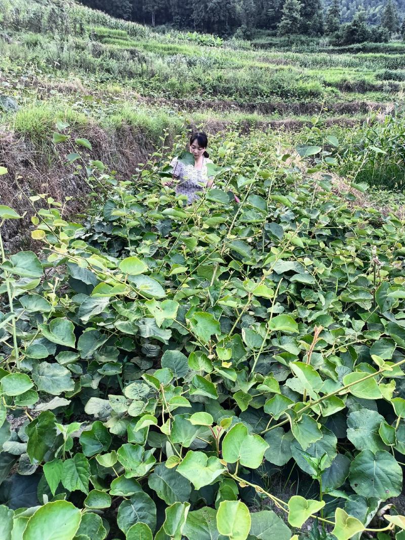 红心猕猴桃苗绿心黄心都有品种齐全根茎发达结果快口感好