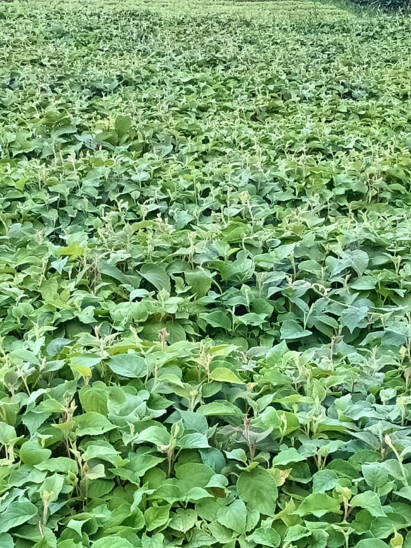 红心猕猴桃苗绿心黄心都有品种齐全根茎发达结果快口感好