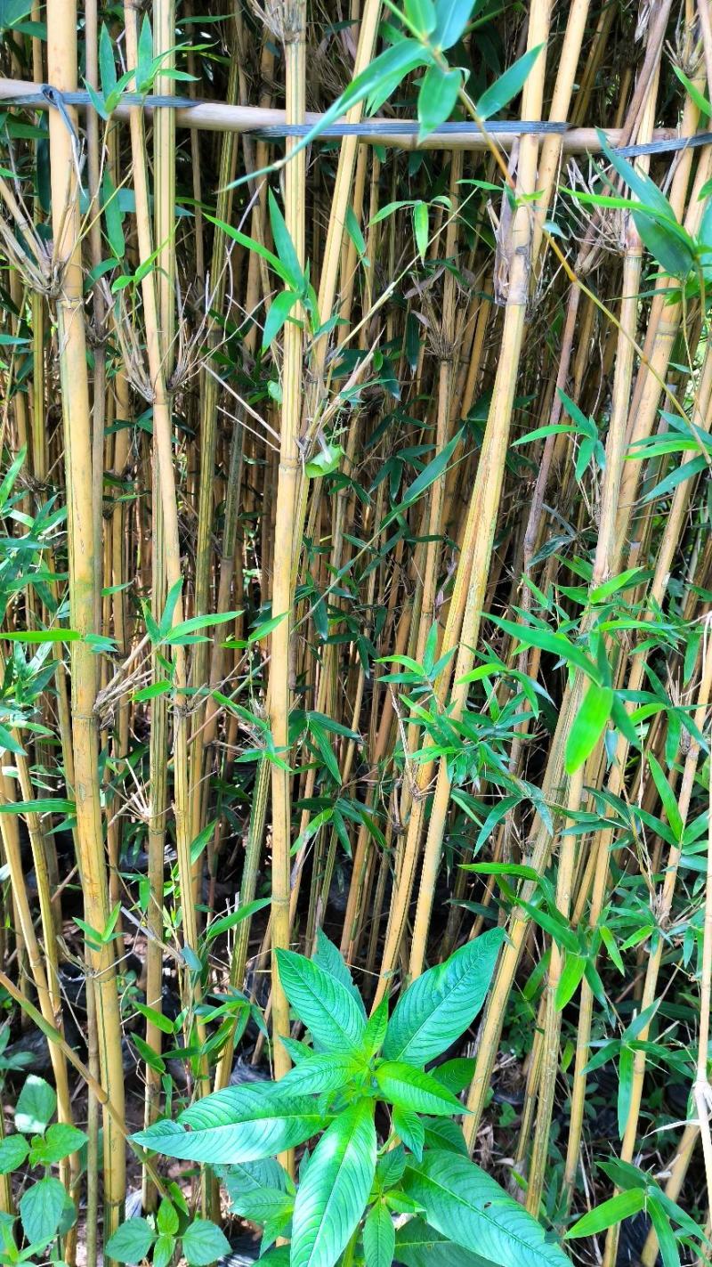 城市之美黄金竹金光闪闪，让城市美丽闪起来