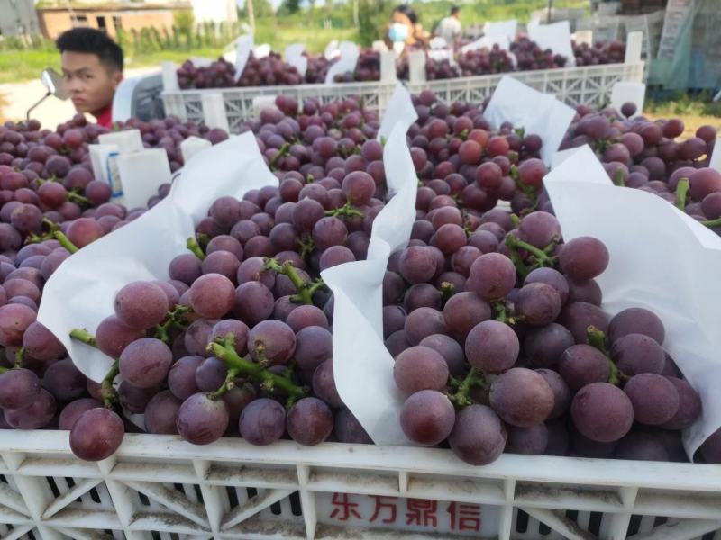 精品河北威县巨峰葡萄免费预冷糖分高口感好货源充足