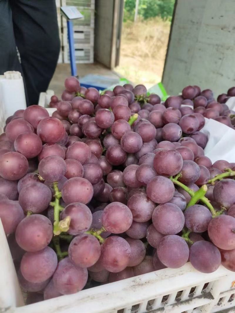 精品河北威县巨峰葡萄免费预冷糖分高口感好货源充足