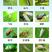 5%啶虫脒乳油杀虫剂柑桔树蚜虫有效成分果树5%杀虫剂