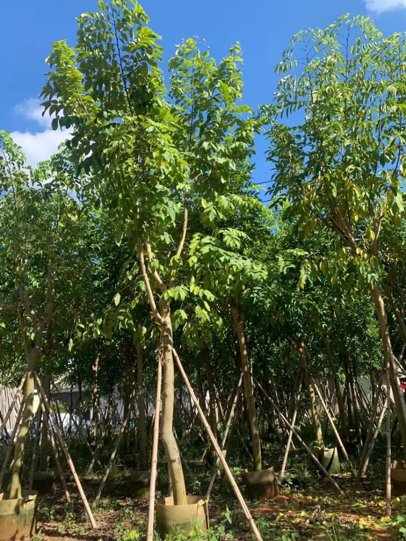 腊肠树8～20公分都有需要可以联系