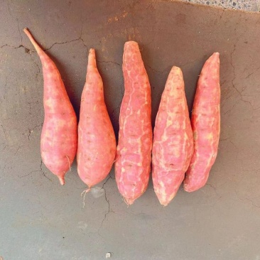红薯