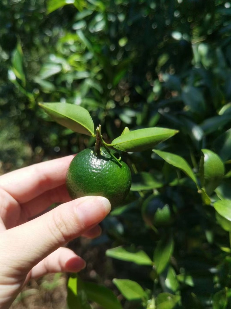 新会小青柑鲜果，茶叶果奶茶店新品，茶叶果专用普洱基地直发