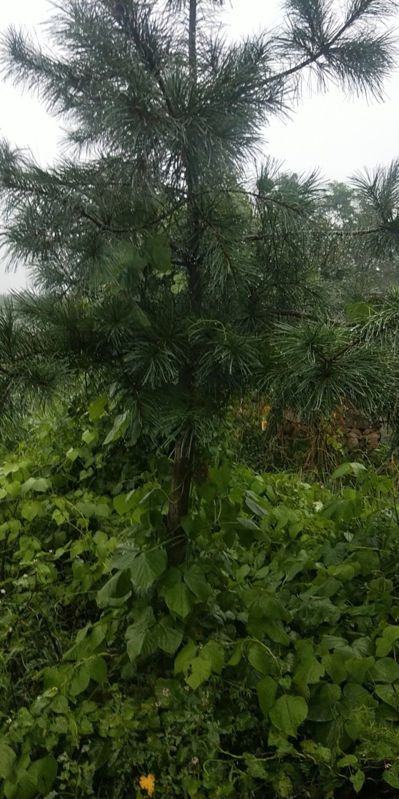 自己家种的松树，绿化树，有大的有小的