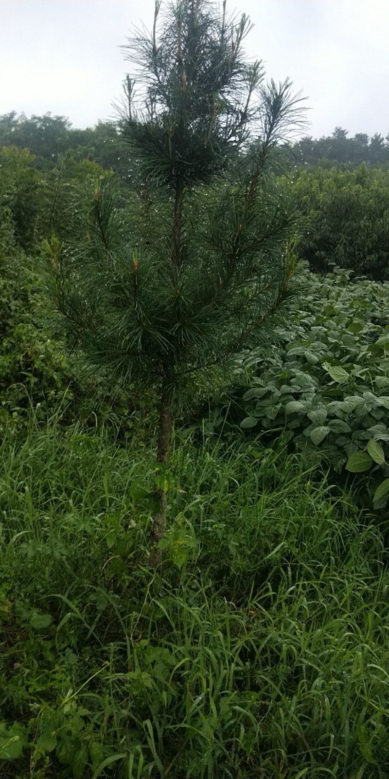 自己家种的松树，绿化树，有大的有小的