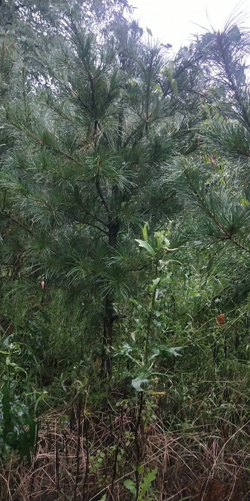 自己家种的松树，绿化树，有大的有小的