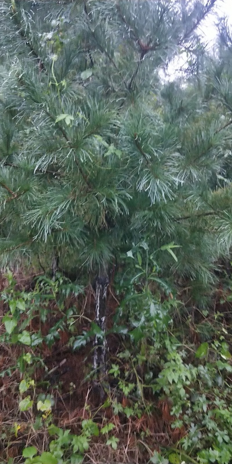 自己家种的松树，绿化树，有大的有小的