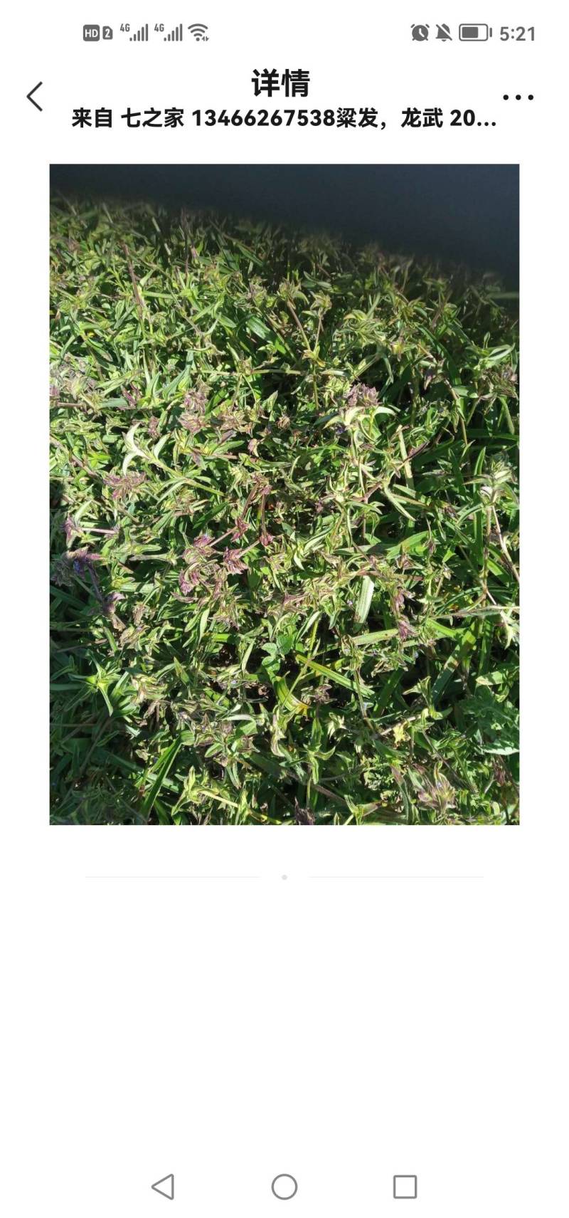 露水草