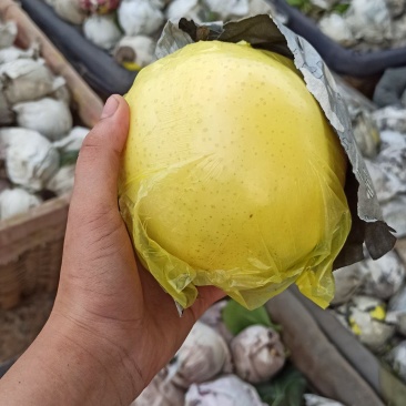 黄金梨（双加膜）皮薄肉多，脆甜，需要的朋友前来采购