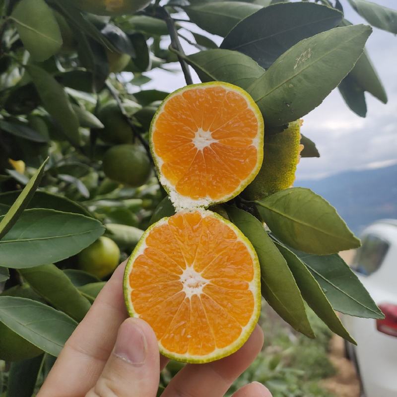 早熟蜜橘产地直发对接全国电商社区团购质量保证