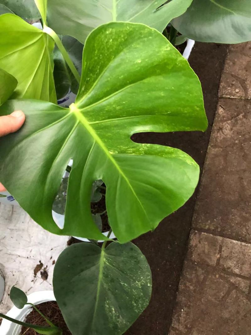 龟背竹，出锦的，几万棵找出几棵，有要的老板来吧。