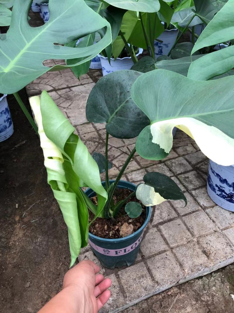 龟背竹，出锦的，几万棵找出几棵，有要的老板来吧。