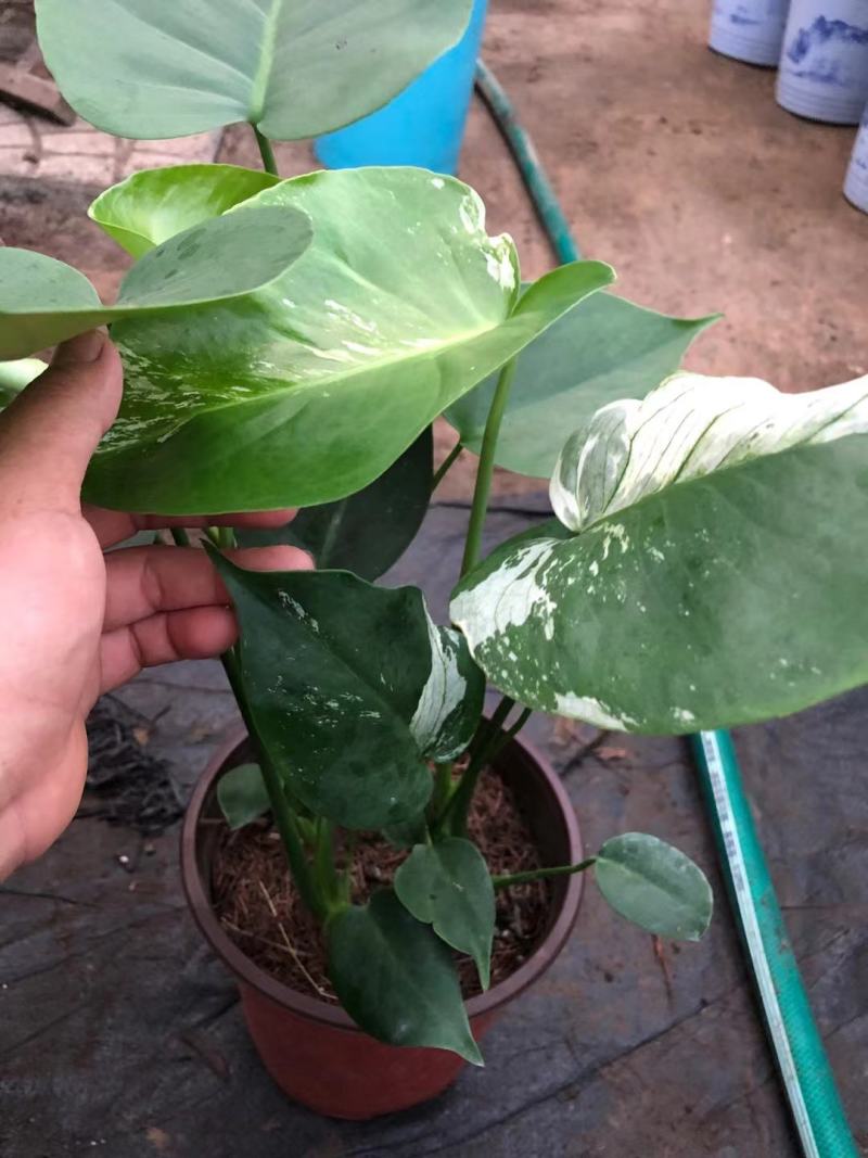 龟背竹，出锦的，几万棵找出几棵，有要的老板来吧。
