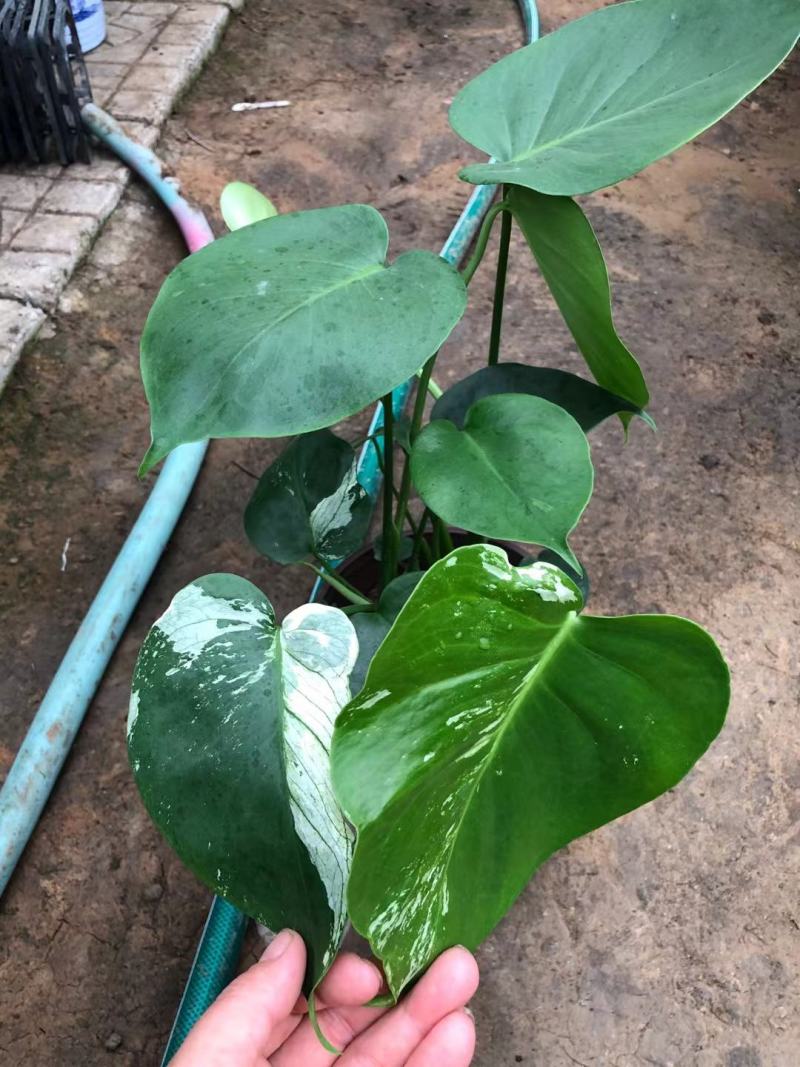 龟背竹，出锦的，几万棵找出几棵，有要的老板来吧。